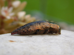 Dicerca berolinensis