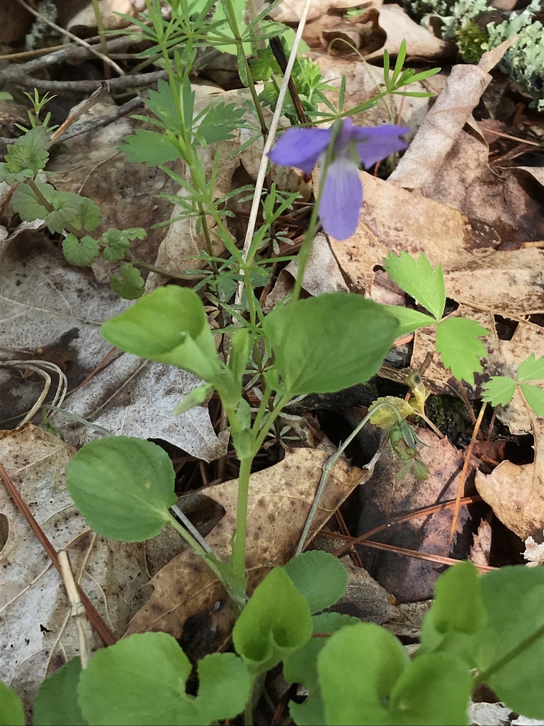Labrador Violet Invasive Labrador violet from Allegany, Maryland, United States on May 4, 2021 ...