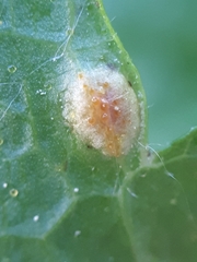 Puccinia caricina