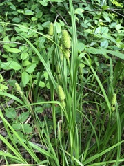 Carex typhina