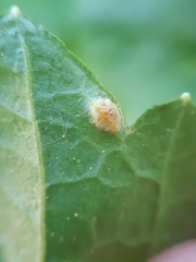 Puccinia caricina