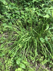 Carex typhina