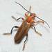 Cantharis livida - Photo (c) btk, some rights reserved (CC BY-ND)