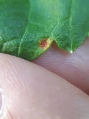 Puccinia caricina