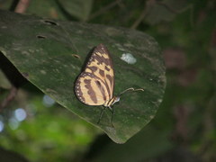 Tithorea harmonia megara
