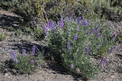 Lupinus caudatus caudatus