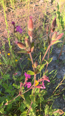Silene dioica