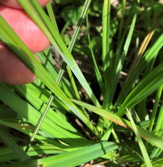 Carex typhina