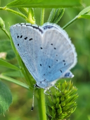 Celastrina argiolus