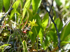 Ranunculus lapponicus