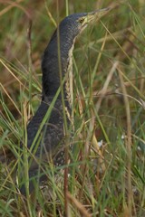 Ixobrychus sturmii