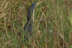 Ixobrychus sturmii