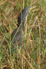 Ixobrychus sturmii