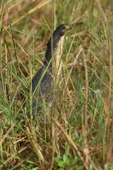 Ixobrychus sturmii