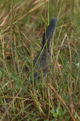 Ixobrychus sturmii