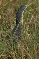 Ixobrychus sturmii