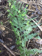 Asplenium × lucrosum