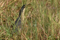 Ixobrychus sturmii
