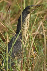 Ixobrychus sturmii