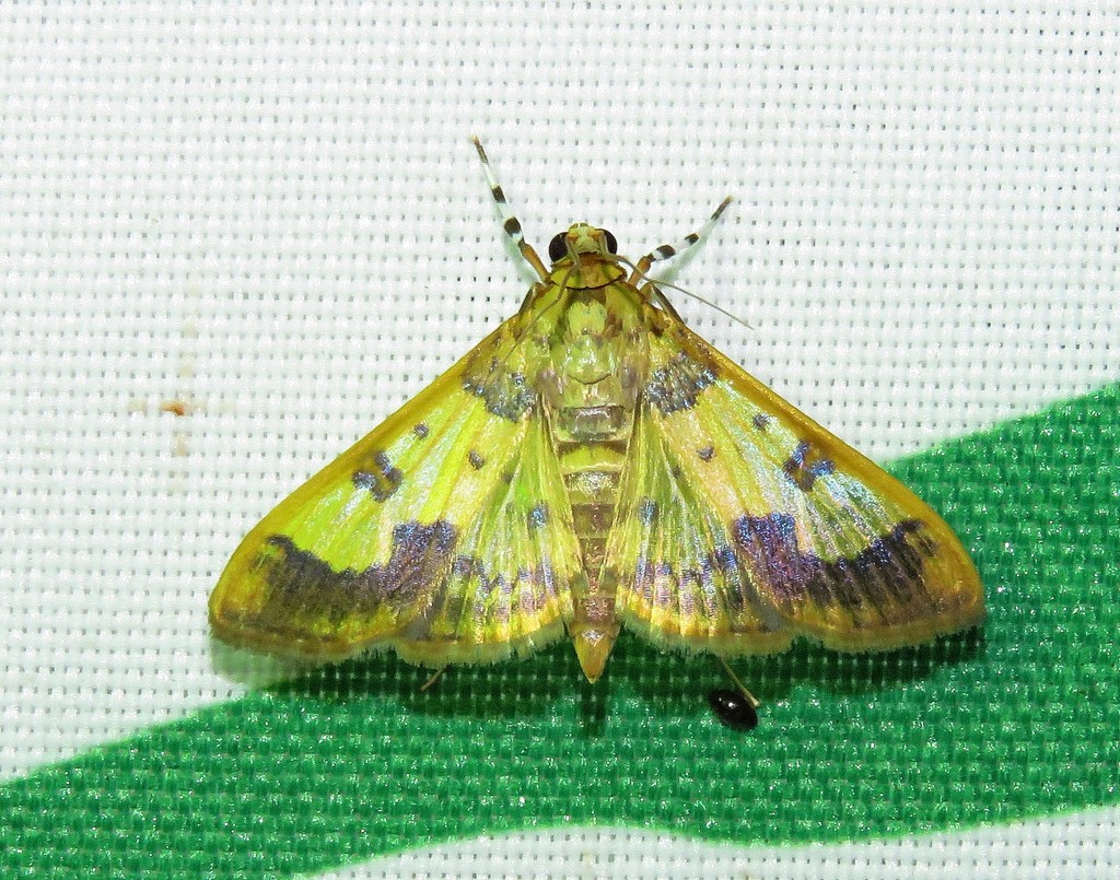Syllepte pactolalis