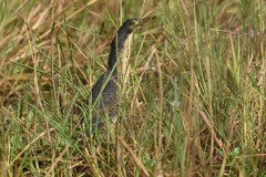 Ixobrychus sturmii