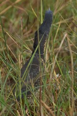 Ixobrychus sturmii