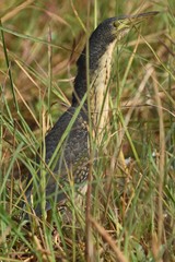 Ixobrychus sturmii