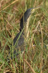 Ixobrychus sturmii