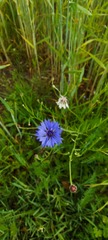 Centaurea cyanus