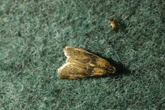 Sciota fumella