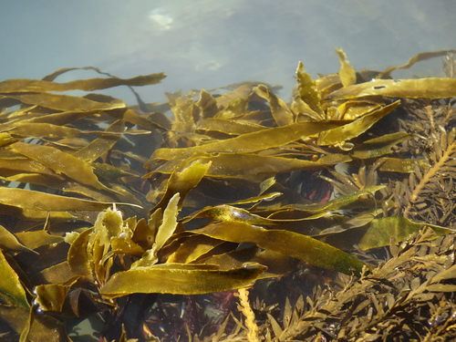 Lessonia Spp Lessonia septentrionalis · iNaturalist