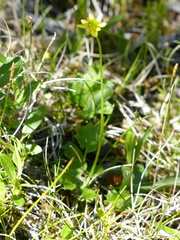 Ranunculus lapponicus