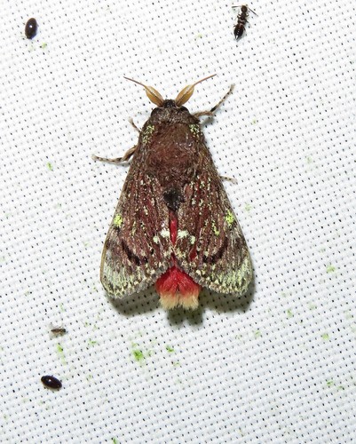 Xenarchus carmen