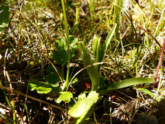 Ranunculus lapponicus