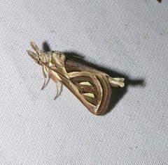 Lemairegisa grammodes