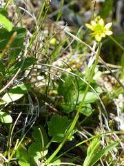 Ranunculus lapponicus