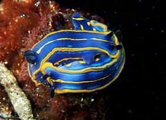 Felimare fontandraui