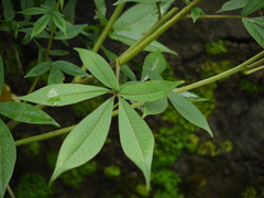 Cleoserrata speciosa