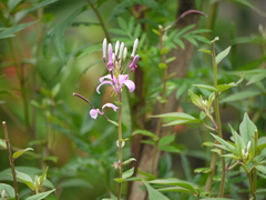 Cleoserrata speciosa