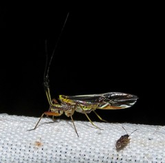 Thyrsophorinae