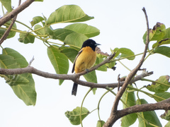 Icterus spurius fuertesi