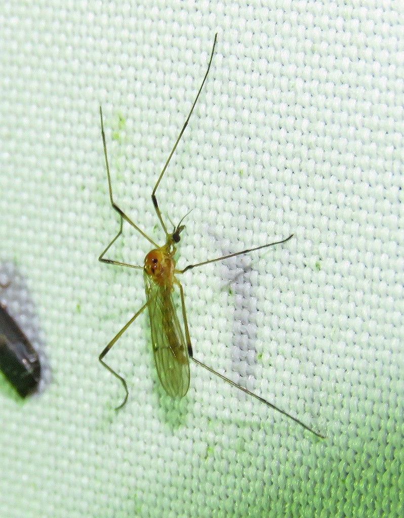 Teucholabis liponeura