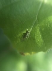 Empidoidea