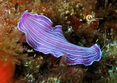 Prostheceraeus roseus