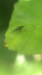 Empidoidea