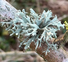 Ramalina fastigiata