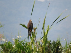 Rostrhamus sociabilis