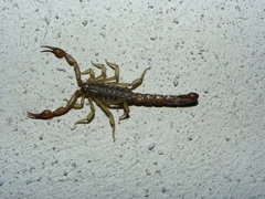 Vaejovis nigrescens