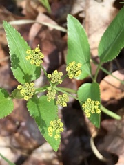Thaspium trifoliatum