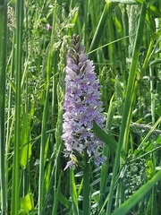 Dactylorhiza fuchsii